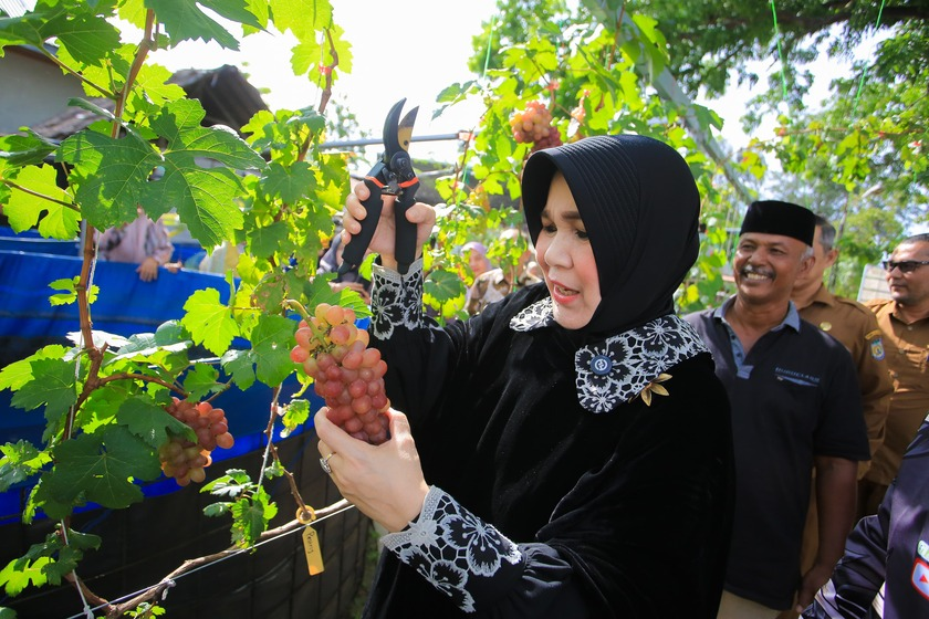 Wali Kota Illiza Panen Anggur dan Lele di Geuceu Komplek