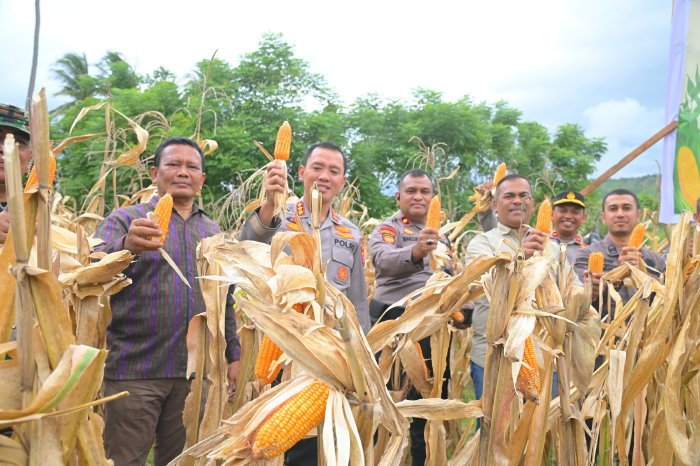 Wakili Bupati, Staf Ahli Hadiri Panen Raya Jagung Kuartal II Serentak
