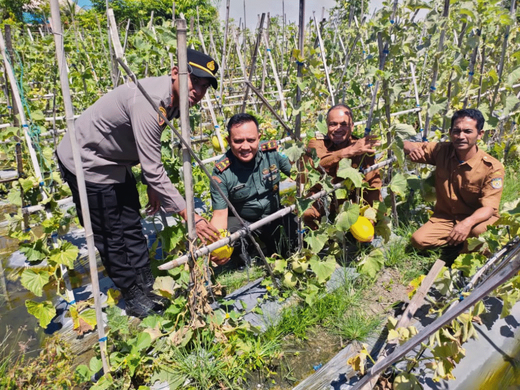 Muspika Banda Raya Kunjungi Kebun Melon di Gampong Mibo