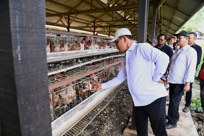Bupati Aceh Besar Tinjau UPTD Peternakan Ayam Petelur