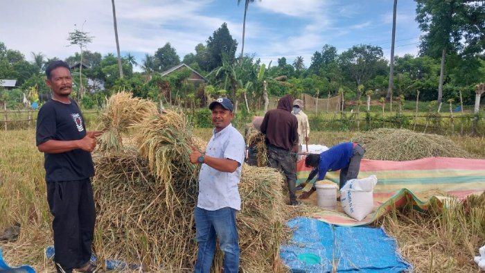 Harga Gabah Melejit di Aceh Besar, Kini Capai Rp 8.200 Per Kg