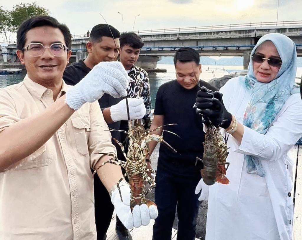 Ketua DPRK Panen Lobster di Ulee Lheue, Hasilnya Dipasok ke Jakarta dan Bali