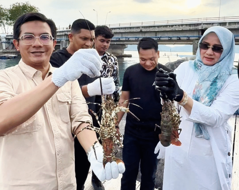 Ketua DPRK Panen Lobster di Ulee Lheue, Hasilnya Dipasok ke Jakarta dan Bali