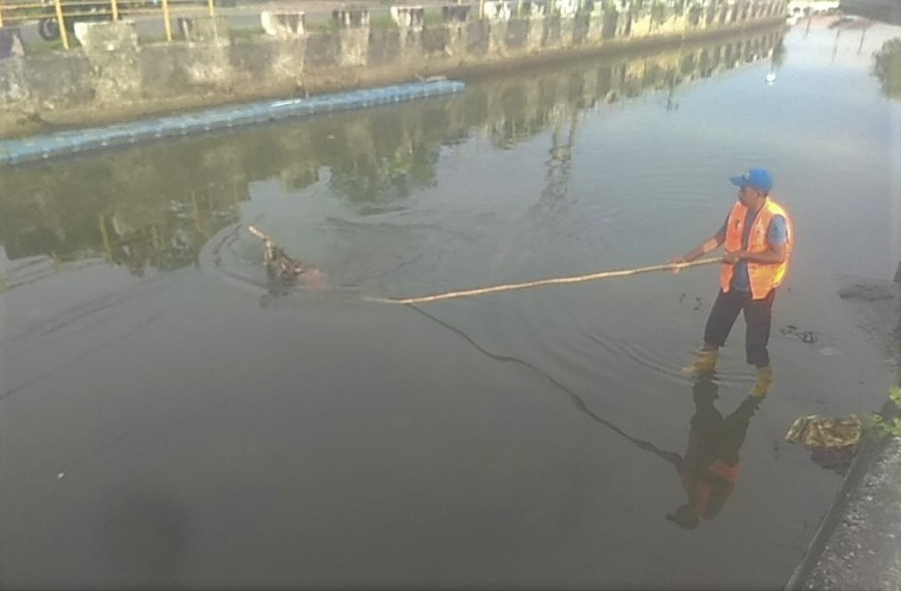 Sampah Pohon Tumbang Mengapung di Sungai Lampaseh, DLHK3 Pastikan Penanganan Cepat dan Terjadwal