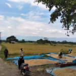 Optimalkan Sawah Tadah Hujan, Petani Maheng Aceh Besar Dukung Swasembada Pangan