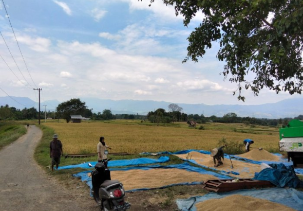 Optimalkan Sawah Tadah Hujan, Petani Maheng Aceh Besar Dukung Swasembada Pangan