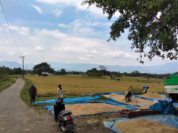 Optimalkan Sawah Tadah Hujan, Petani Maheng Aceh Besar Dukung Swasembada Pangan