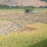 Masyarakat Dukung Program Syech Muharram, Petani Aceh Besar Panen Dua Kali Setahun