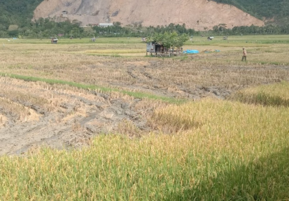 Masyarakat Dukung Program Syech Muharram, Petani Aceh Besar Panen Dua Kali Setahun