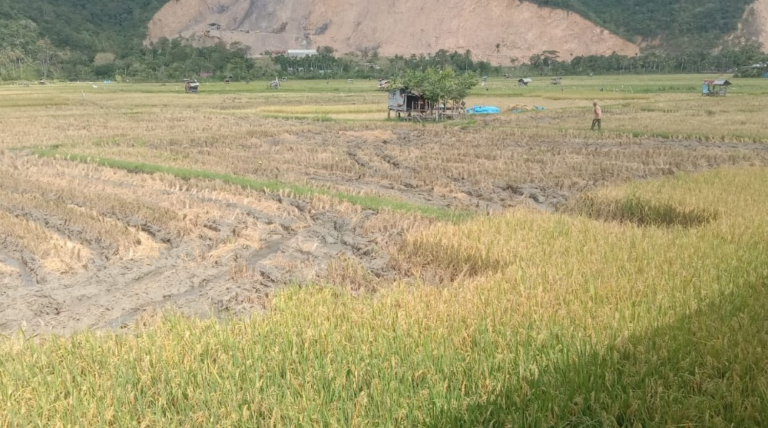 Masyarakat Dukung Program Syech Muharram, Petani Aceh Besar Panen Dua Kali Setahun