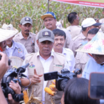Bupati Syech Muharram Bersama Ketum Tani Merdeka Don Muzakir Panen Raya Jagung di Aceh Besar