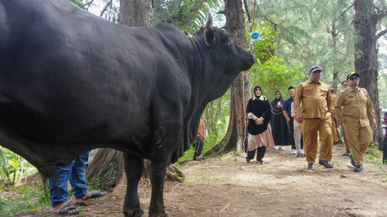 Illiza Serahkan Sapi Kurban Presiden Ke Kecamatan